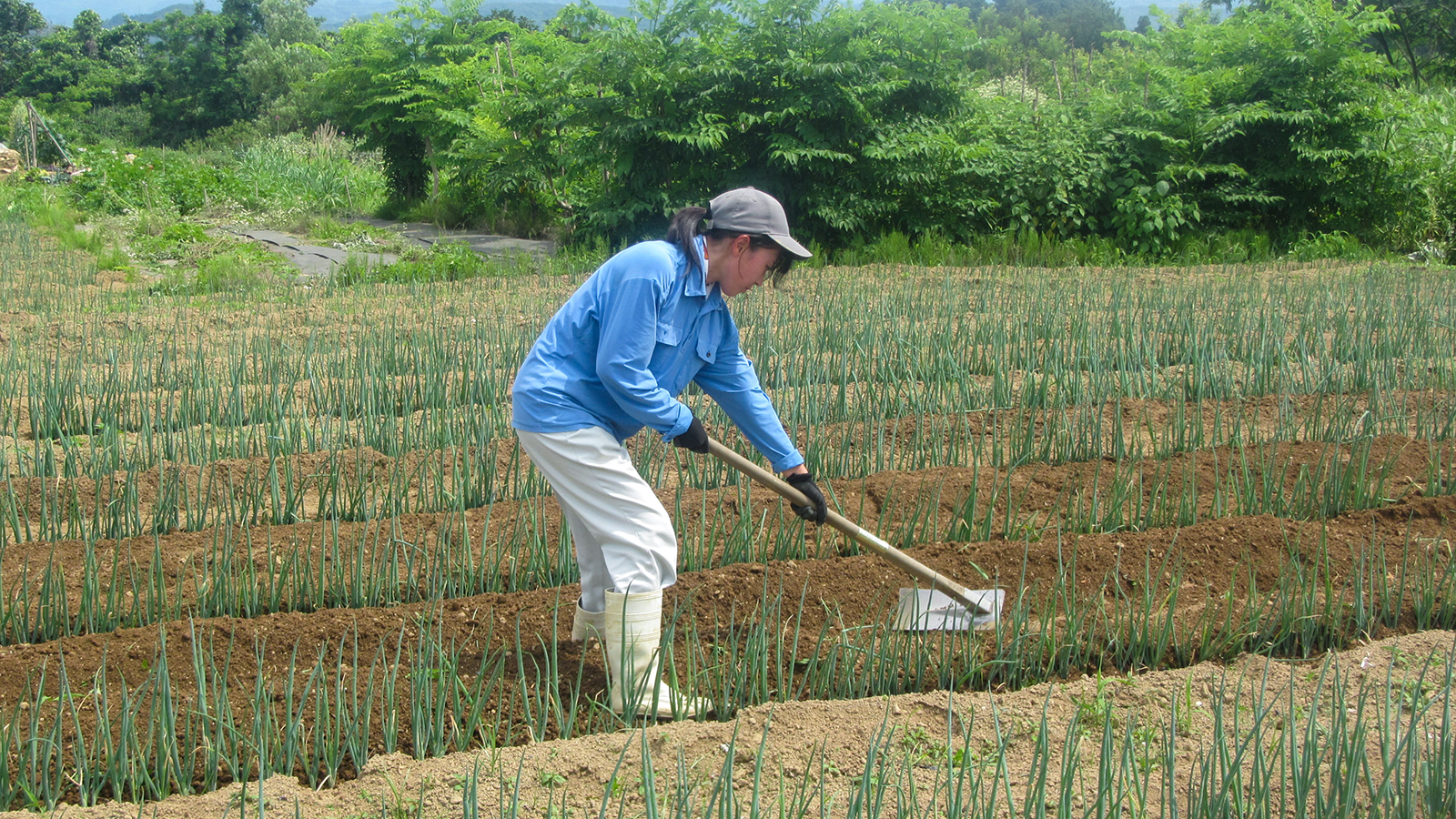 江川 あかね